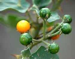 High Performance Solanum Xanthocarpum