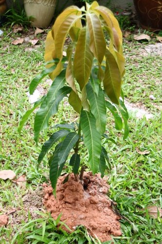Natural and Organic Mango Plant By N INTERNATIONAL