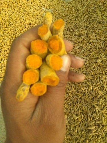 Fresh Organic Turmeric Finger