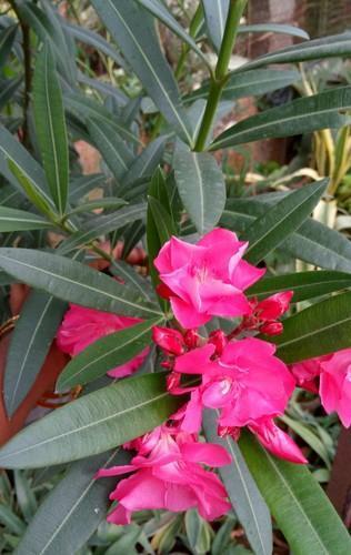 High Quality Nerium Oleander Plant