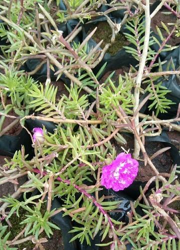 Miniature Fresh Rose Plant