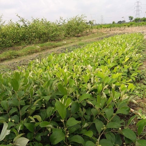 Natural Apple Ber Plants