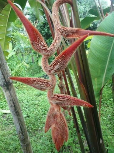Rich Quality Heliconia Plant