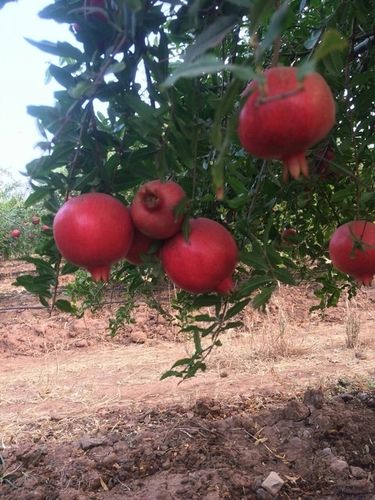 Farm Fresh Red Pomegranate