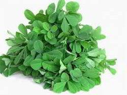 Green Fine Quality Fenugreek Extract