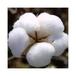 Farm Fresh Raw Cotton