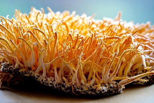 Cordyceps Dried Mushroom (Militaris)