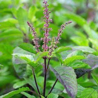 Ocimum Tenuiflorum -Holy Tulsi