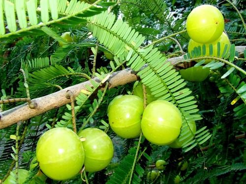 Phyllanthus Emblica-Amla