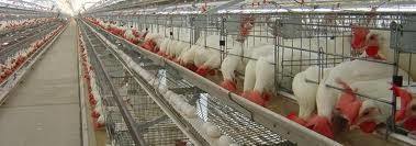 Best Poultry Cage