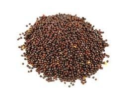 Fresh High Grade Mustard Seeds