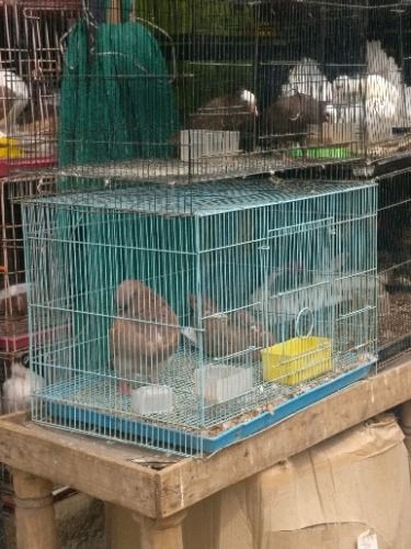 Automatic Fine Finish Bird Cages