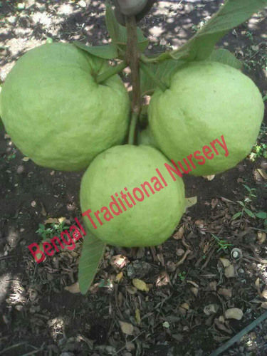 Taiwan Guava Plants