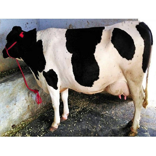 Holstein Friesian - 7000 kg Milk Yield Per Lactation | Superior Grazing Ability, High Fertility, Non-Aggressive Nature