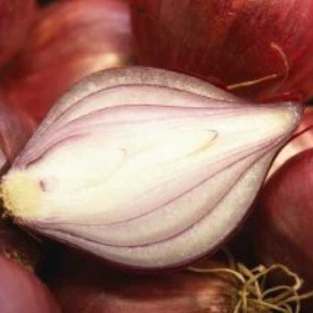 Fresh Red Organic Onion 