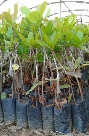 Hybrid Cashew Nut Plant
