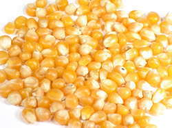 Yellow Corn Grains