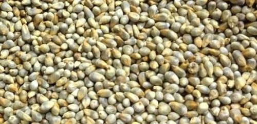 High Grade Bajra (Millet)