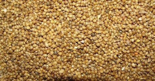 High Grade Pearl Millet (Bajra)