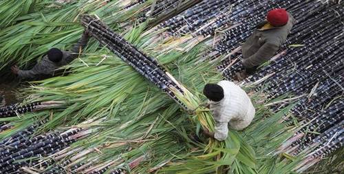 Natural Fresh Sugar Cane