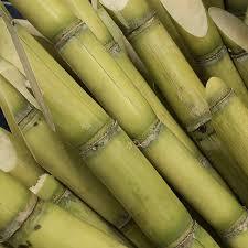 Organic Natural Fresh Sugarcane