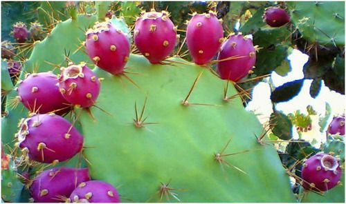 Prickly Pear Fruit