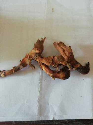 Fresh Organic Lesser Galangal Root