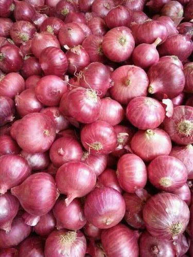 Fresh Red Organic Onion