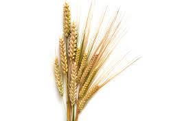 Organic Healthy Wheat