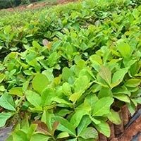 Nilambur Teak Seedlings And Stumps