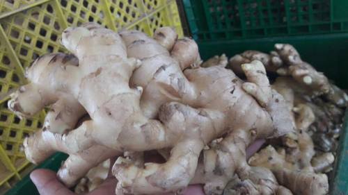Pure Fresh Young Ginger  By Nghi Son Aquatic Product Ex Im Co Ltd