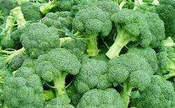 Best Price and Fresh Broccoli