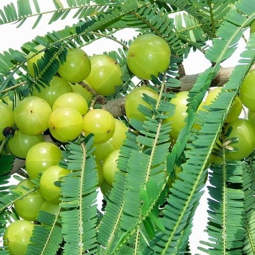 Natural Amla Tree Plant 
