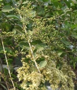 Gul Hina Attar (Mehandi Attar)