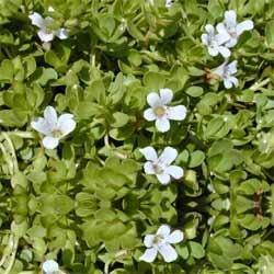 Highly Fresh Bacopa Extracts