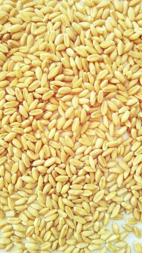 Premium Research Wheat Seeds