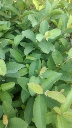 Export Quality Thai 7 Guava Plant