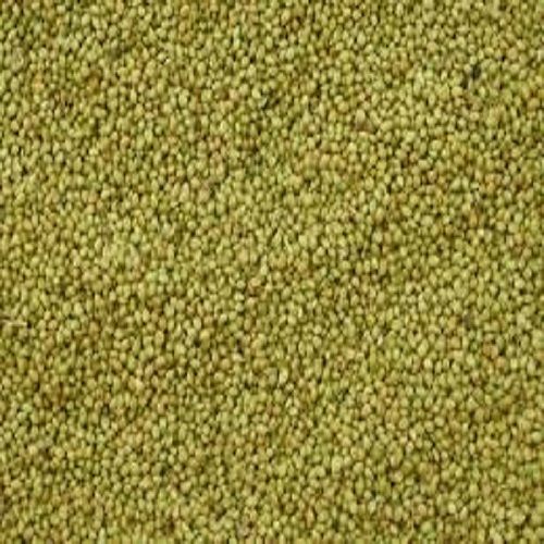 High Grade Coriander Seeds