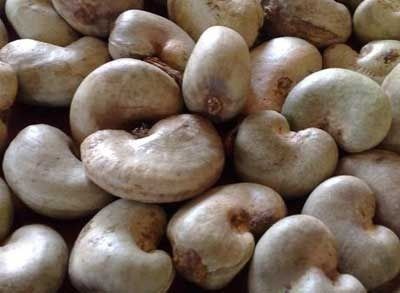 Indian Raw Cashew Nuts