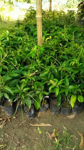 Thailand All Time Mango Plants