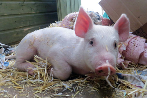 Domestic Pig