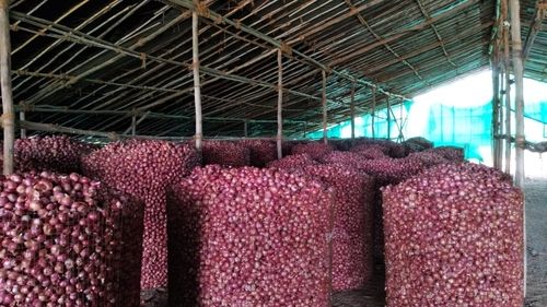 Organic Fresh Red Onion 55+