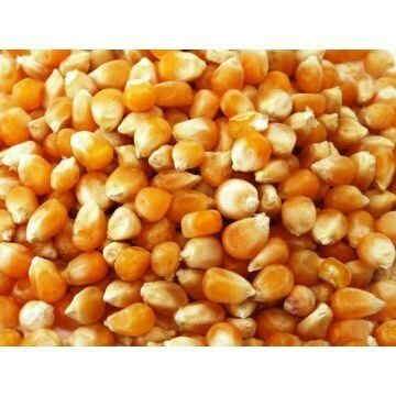 Premium Yellow Maize Grains