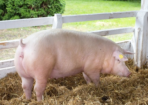 White Yorkshire Pig