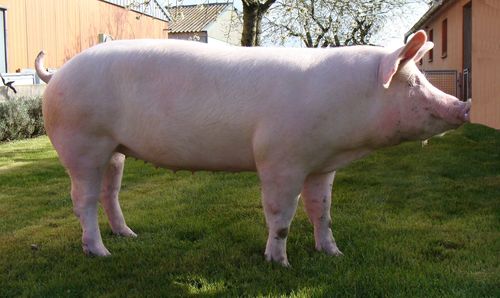 White Yorkshire Pig