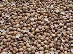 High Quality Coriander Seeds