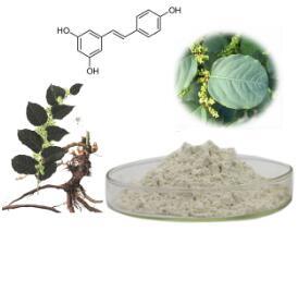 White 100% Natural High Quality Resveratrol Polygonum Cuspidatum Extract Powder