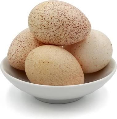 Fresh Turkey Bird Eggs