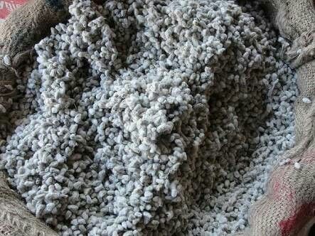 High Grade DCH Cotton Seed