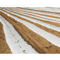 White Agri Rise Mulching Films